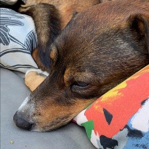 Meet your Posher, Shannon